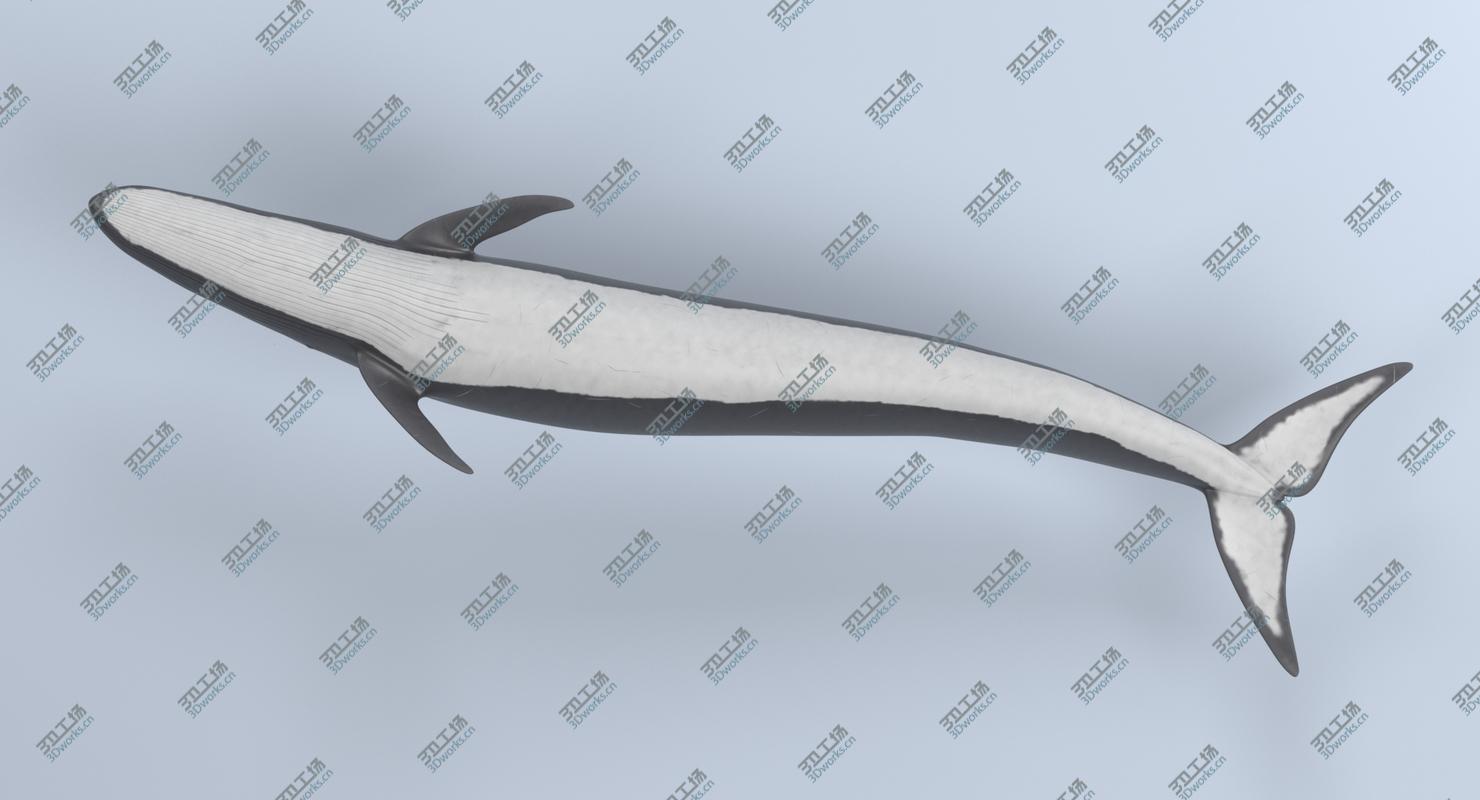 images/goods_img/2021040163/3D Fin Whale (Rigged)/4.jpg